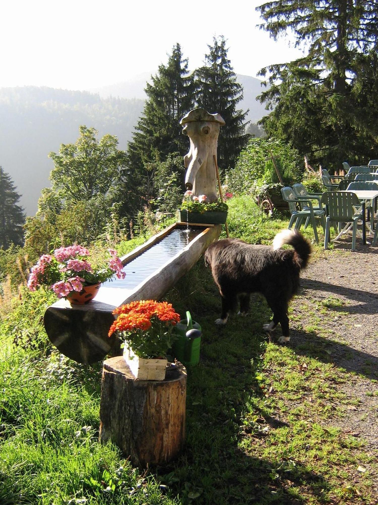 Berggasthaus Prager Boden Todtnau